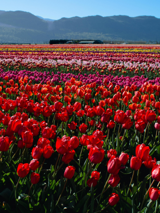 View of a Road with Mountains in the Background