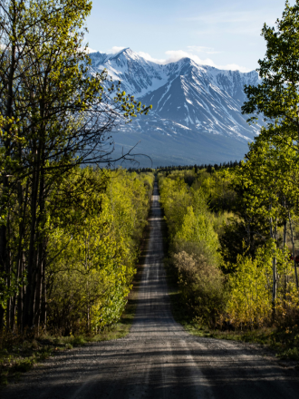 Colorful Tulips Blooming in a Vast Field